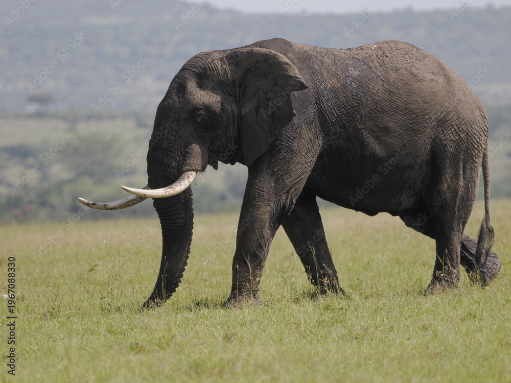 Fototapeta premium An African elephant walking across open savanna grassland, captured in its natural habitat. The image highlights the scale, strength, and quiet presence of one of the largest land animals, symbolizing