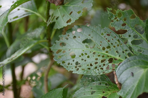 虫に食害された植物の葉 クローズアップ