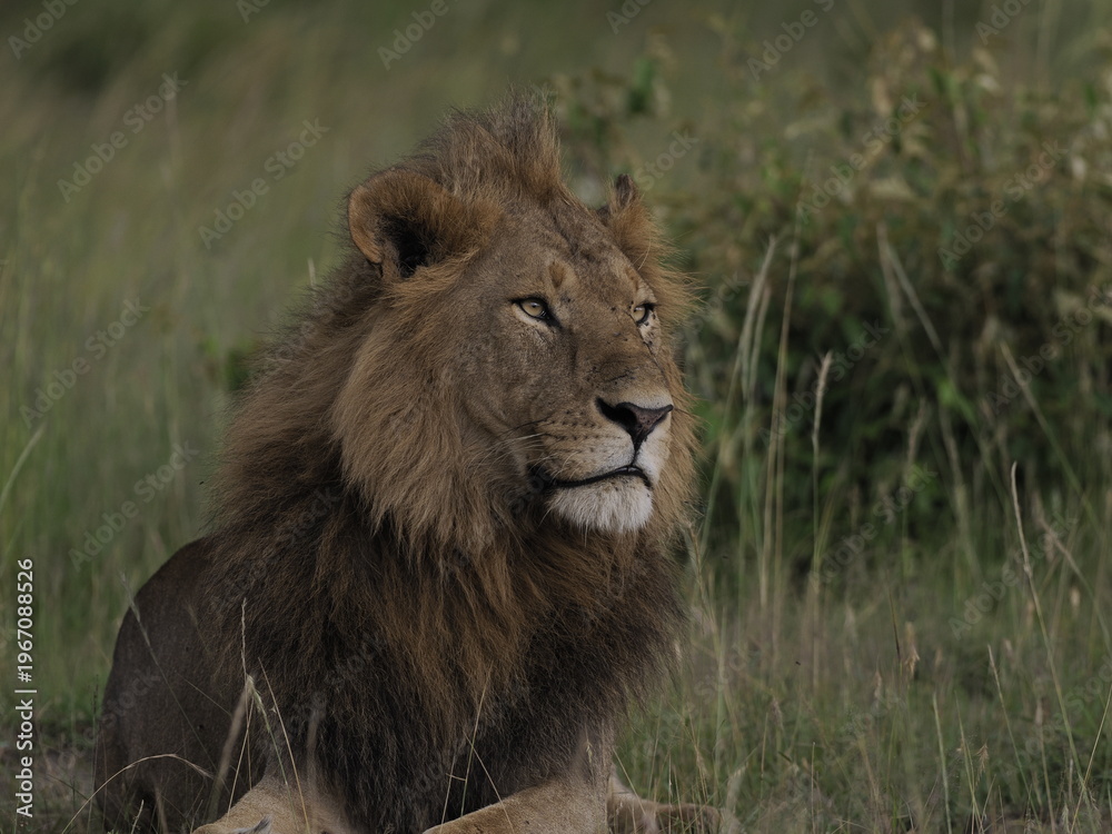 Fototapeta premium A majestic male lion resting calmly in tall grass in the African savanna. The image captures strength, authority, and natural beauty, highlighting the iconic presence of one of Africa’s most powerful