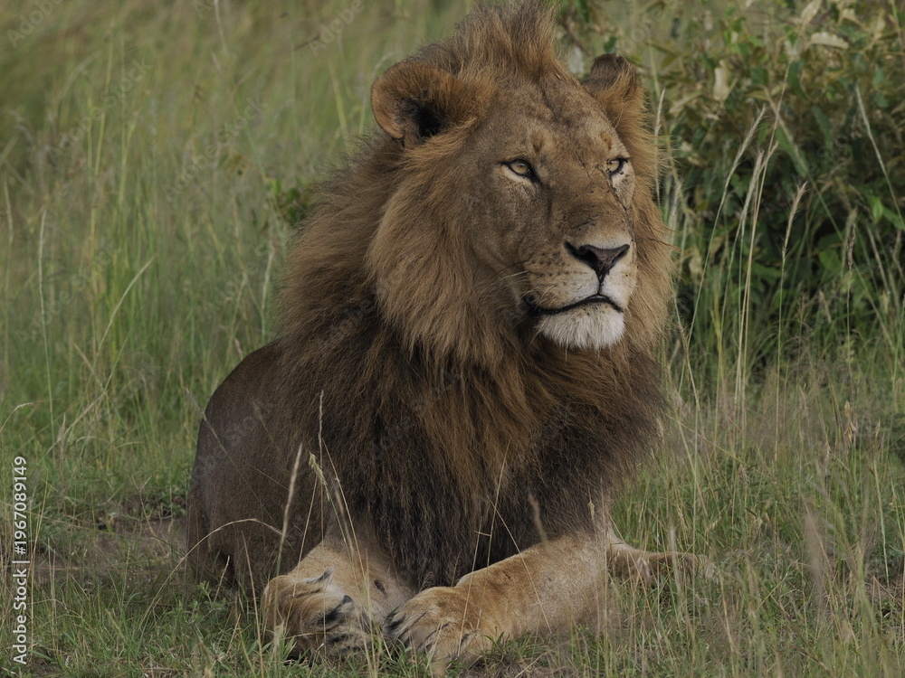 Obraz premium A majestic male lion resting calmly in tall grass in the African savanna. The image captures strength, authority, and natural beauty, highlighting the iconic presence of one of Africa’s most powerful 