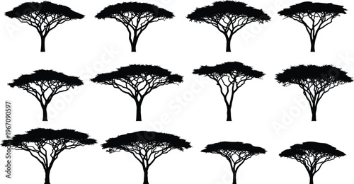 Acacia tree silhouettes set, African savanna trees collection, nature landscape elements, black white vector illustration, botanical design, forest scenery, detailed shapes