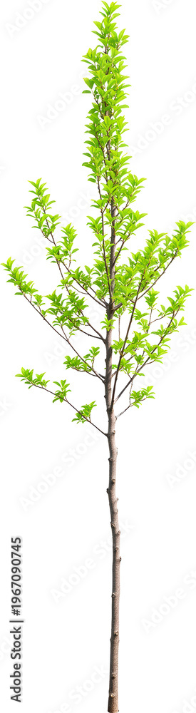 Obraz premium fábrica, árbol, naturaleza, hojas, flor, sucursal, primavera, verde, verano, hierba, follaje, fresco, florecer, flora, cañas, césped, vector, macro, floral, aislada, nativo, designio