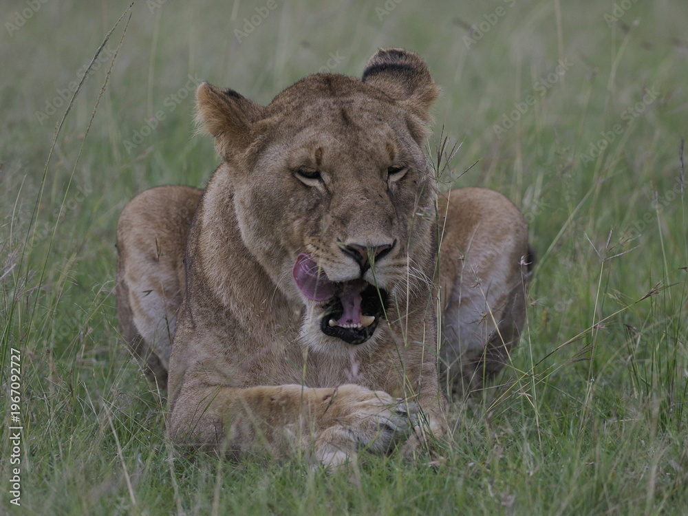 Fototapeta premium A lioness stands alert in tall grass in the African savanna. The image captures strength, focus, and natural behavior of one of the most iconic predators in Kenya’s wildlife ecosystem.