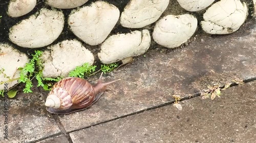 a snail walking slowly on the floor of a natural outdoor area with a rock wall and small green plants in the background