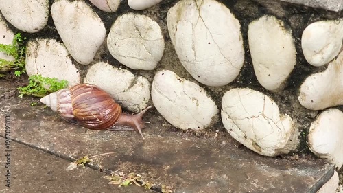 a snail walking slowly on the floor of a natural outdoor area with a white stone wall and small green plants in the background