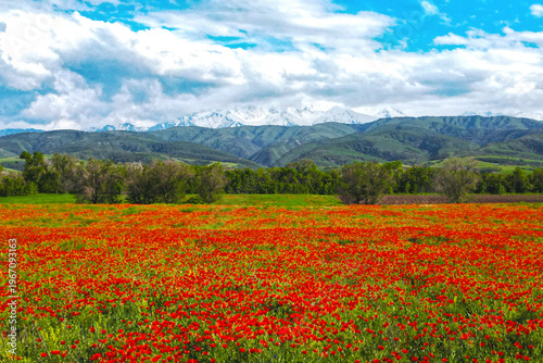 Cuadro en lienzo Blooming red poppy fields with mountain landscape in the background in Kazakhstan