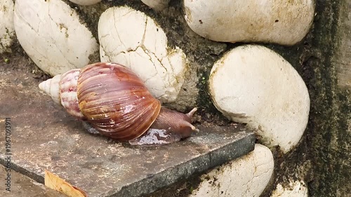 A snail walking slowly on the floor of a natural outdoor area with a rock wall in the background