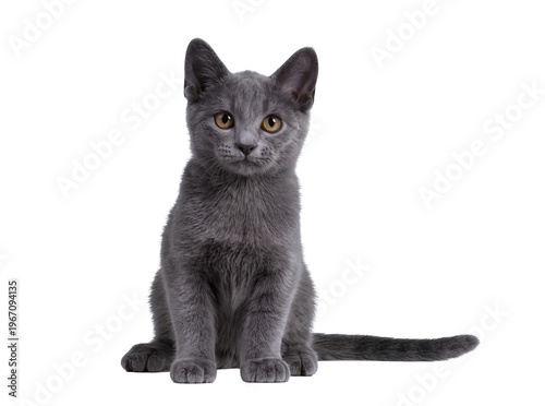 Konstfotografi Charming grey kitten with captivating amber eyes, sitting attentively and lookin