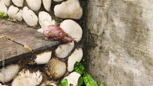 a snail walking slowly on the floor of a natural outdoor area with a white stone wall in the background