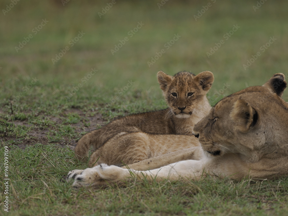 Obraz premium Group of lions moving together across open savannah grassland. The image captures natural social behavior and group dynamics of predators in their habitat, illustrating strength, cooperation, and surv