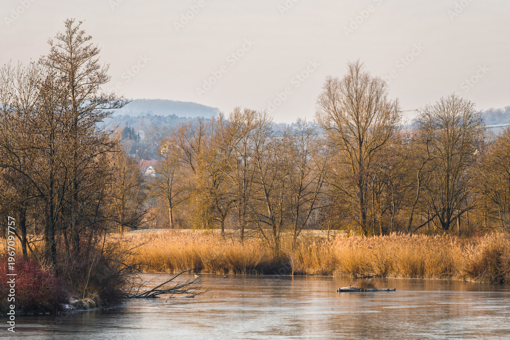 Fototapeta premium Calm river landscape with reeds and winter trees in countryside