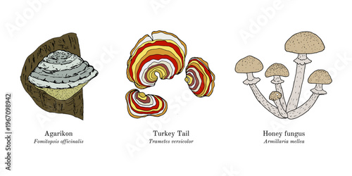 Collection of edible and medicinal mushrooms. Hand drawn botanical vector illustration