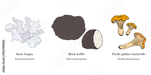 Collection of edible and medicinal mushrooms. Hand drawn botanical vector illustration