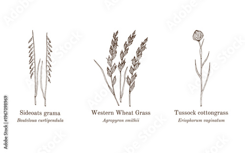 Collection of edible and medicinal plants. Hand drawn botanical vector illustration