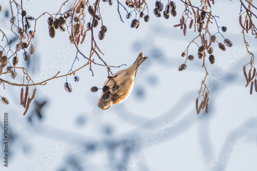 Quadro em tela European goldfinch feeding on alder seeds in winter