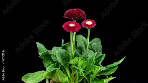 Bellis Red Flower Blooming in Time Lapse on a Black Background. Spring Bellis Perennis as Garden Plant. Daisies Bloom with Leaves, Isolated. Marguerite or Daisy