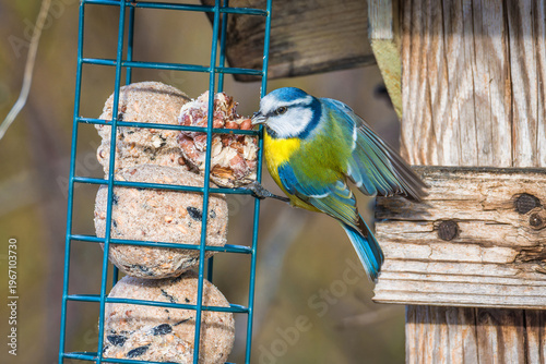 Blue tit feeding at bird feeder in winter garden