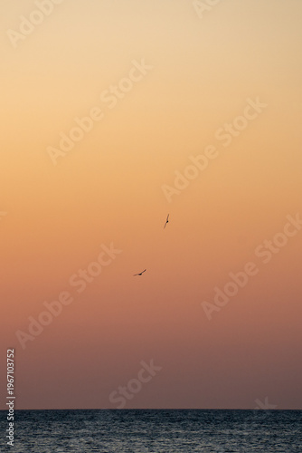 Vögel im Abendrot mit Meer