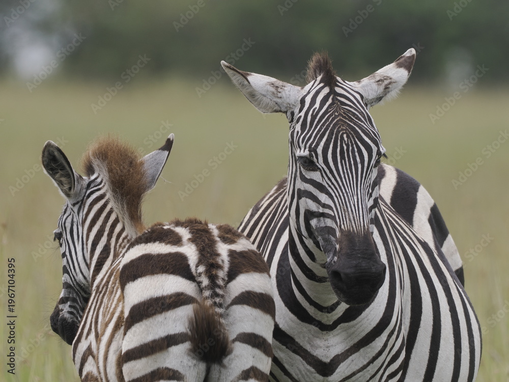 Fototapeta premium Two zebras interact closely in the African savanna, displaying social bonding behavior. Their distinctive black and white stripes create strong visual patterns, highlighting connection, communication,