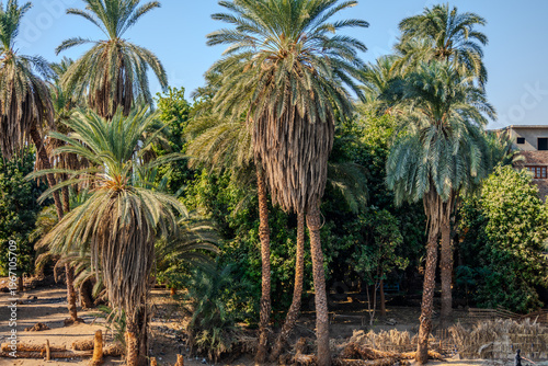 Schilderij op canvas Palm trees and lush greenery in rural landscape