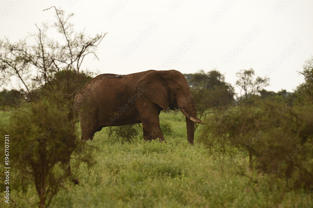 Fototapeta premium African elephant walks through green vegetation in its natural savanna habitat. The image highlights the massive size, texture of the skin, and calm strength of one of the most iconic animals of Afric