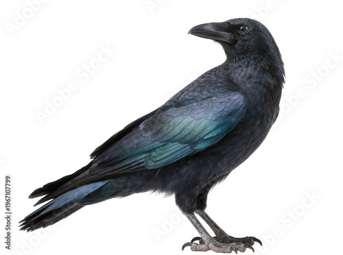 Canvastavla Isolated black crow with striking iridescent blue and green feathers standing in