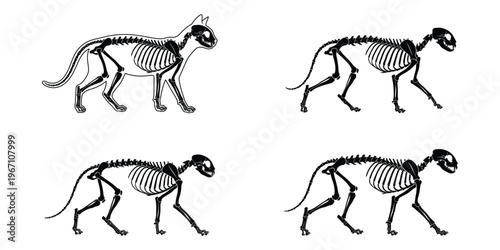 Cat Skeleton Walking Poses Vector Illustration