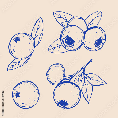 Blueberry and lingonberry. Black line sketch collection of fruits and berries isolated on white background. Doodle hand drawn fruits. Vector illustration