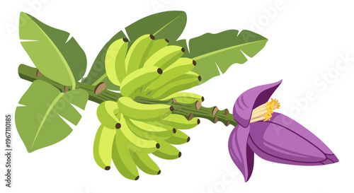 Bunch of Green Bananas with Flower and Leaves on White Background
