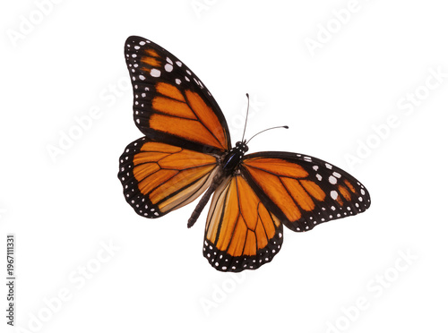 Cuadro en lienzo Isolated monarch butterfly, Danaus plexippus, showcasing its vibrant orange and