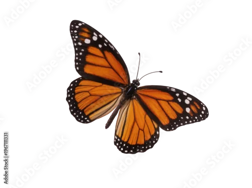 Obraz Isolated monarch butterfly, Danaus plexippus, showcasing its vibrant orange and black wings