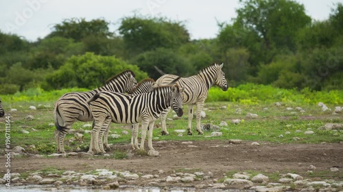Group of wild Burchell's zebra walking in african savanna near watering hole in Etosha National Park, Namibia, popular tourist destination for amazing wildlife