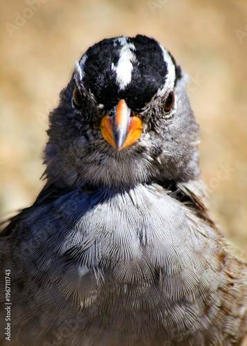 close up of a bird