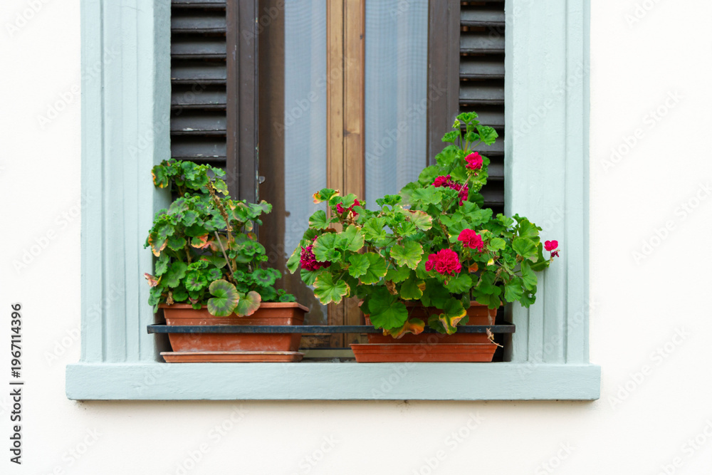 Fototapeta premium Red geranium flowers and green leaves in flowerpots on a window sill with old wooden shutters. Urban gardening, home decor, balcony lifestyle and summer exterior concept.