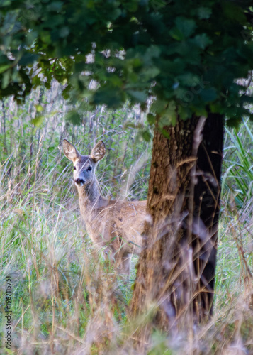 white tailed deer