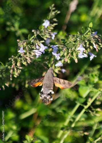 butterfly on a flower