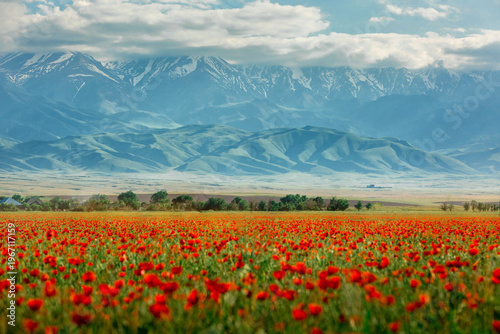 Foto Blooming red poppy fields with mountain landscape in the background in Kazakhstan