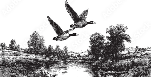 Vector illustration of a flying duck silhouette.

