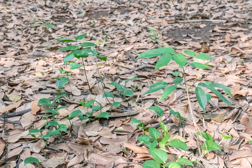 Photography Layered juveniles occupy sunlit detritus across secluded forest bed