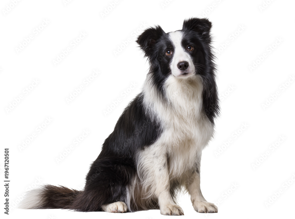 Obraz premium Isolated Border Collie dog sitting patiently, looking at camera, full body studio shot