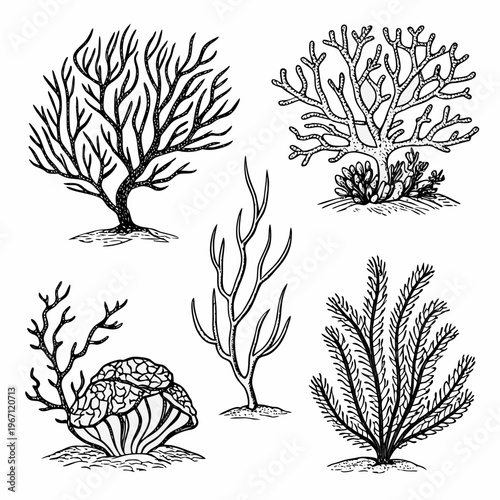 Hand drawn coral reef vector set with seaweed, marine sponge, and ocean plants in vintage nautical engraving style

