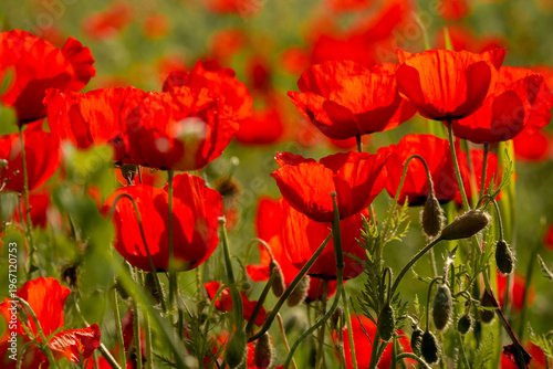 Close-up of red poppy flowers blooming in a field in Kazakhstan, delicate petals illuminated by sunlight against a natural green background