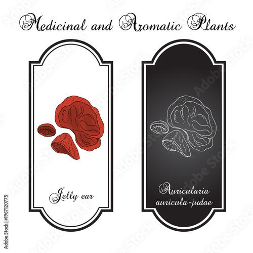 Black fungus or jelly ear (Auricularia auricula-judae), medicinal mushroom. Hand drawn botanical vector illustration