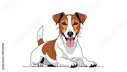 Jack Russell Terrier dog is lying down on a white surface with its pink tongue out in a cute and friendly pose for pet photography.