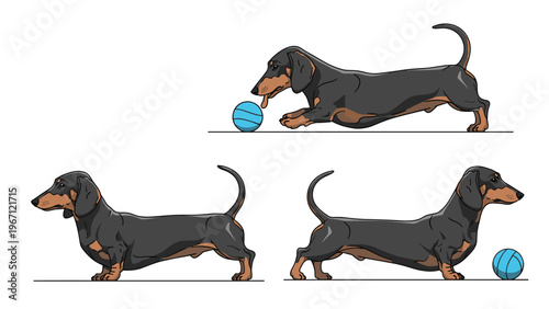 Three dachshund dogs in different poses are shown playing with a blue ball against a clean and simple white background for pet care.