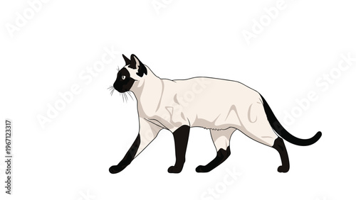 Sleek Siamese cat with a cream body and dark points is shown walking gracefully in a profile view against white.