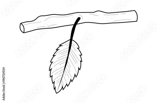 Single leaf hangs from a slender branch. Simple line drawing, black on white. Leaf has jagged edges and subtle veins. Branch shows natural curvature and texture. Ideal for nature, ecology