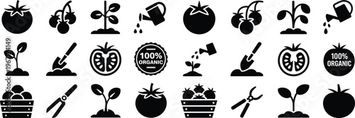 Silhouette tomato gardening icons set. Organic vegetable farming, plant growth stages, cultivation tools, and agriculture vector illustration