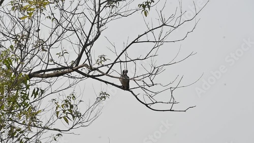 Indian pied myna or Gracupica contra. Its species of starling found in the Indian subcontinent. They are perched on branch of a tree, set against the backdrop of a blue sky. Asian pied starling brid. 