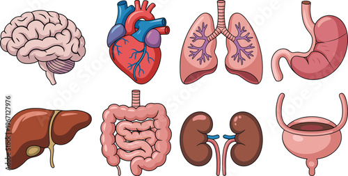 Human anatomy organs illustration, brain heart lungs stomach liver intestines kidneys bladder, medical vector diagram healthcare education biology isolated set